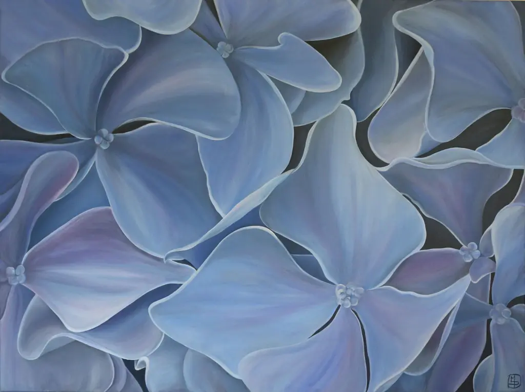 Hydrangea Bleu