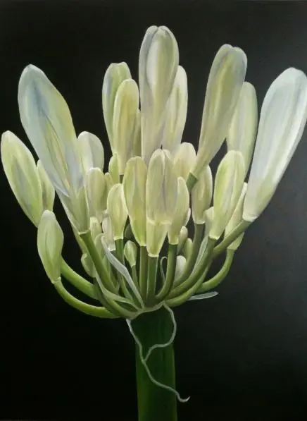Snow White Agapanthus