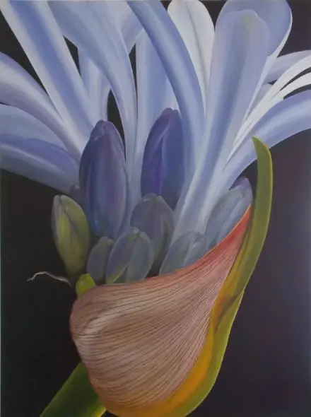 Agapanthus