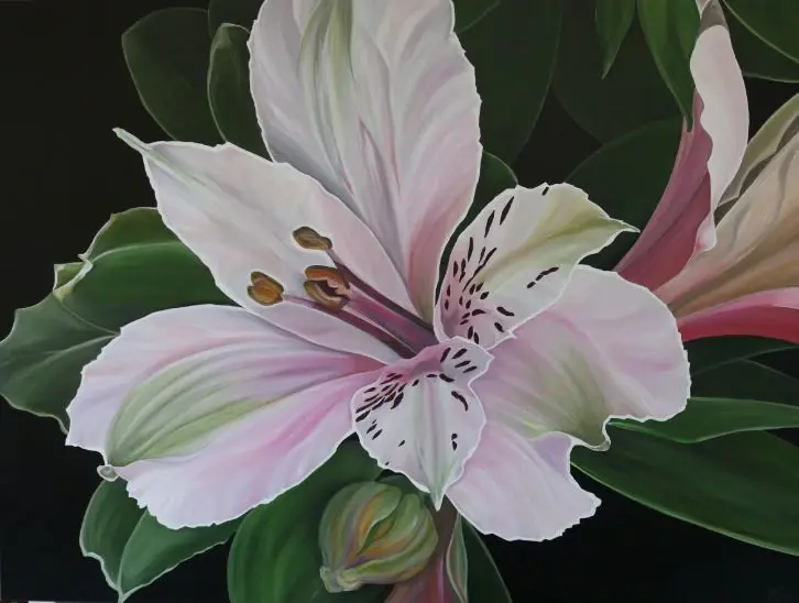 Peruvian Lilly
